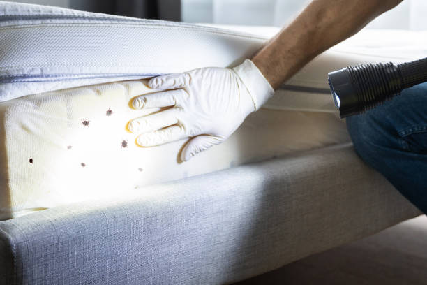 Best Wasp Removal Services  in Groesbeck, TX