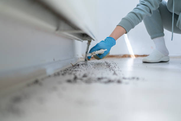 Best Local Pest Control Services  in Groesbeck, TX